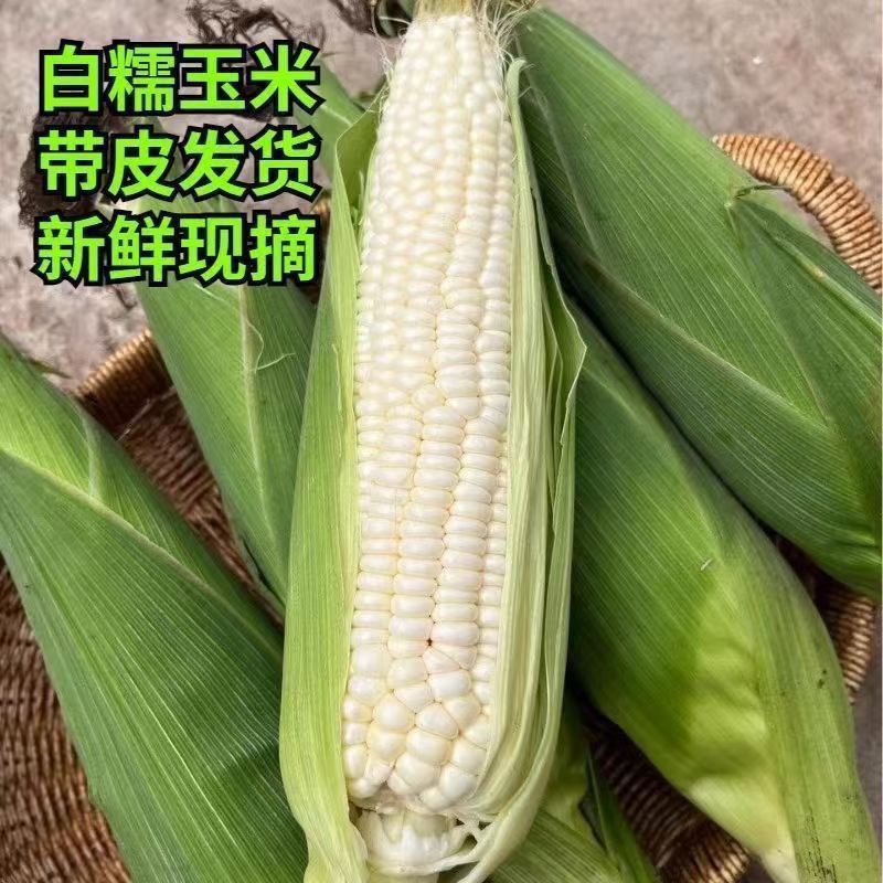 农家自种香糯玉米口感软糯香甜