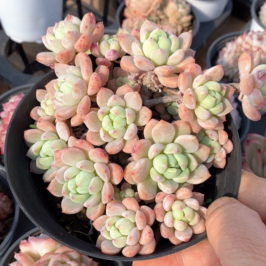 精品多肉一物一拍不包整177