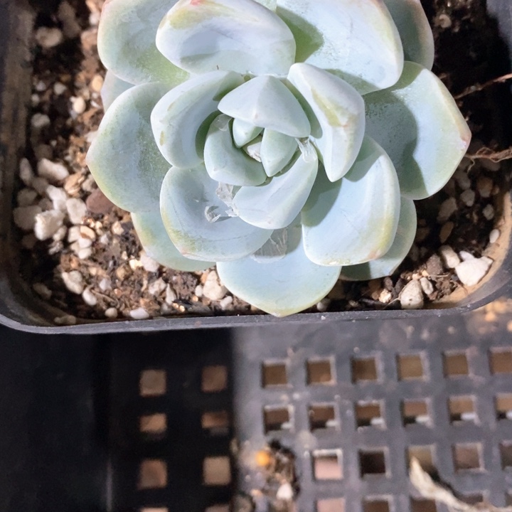 冰玉一颗 随机发货 福利