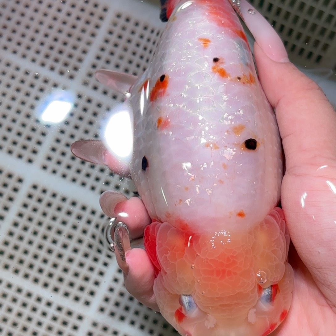 饭***饭金鱼拍包装包邮，不拍包装运费到付