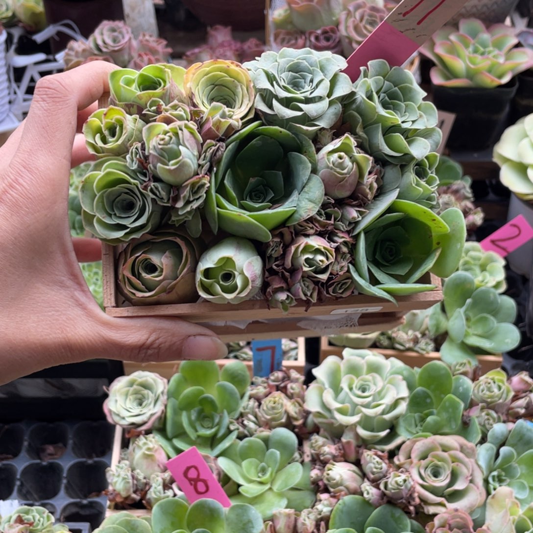 方***多肉植物山地玫瑰148木盒