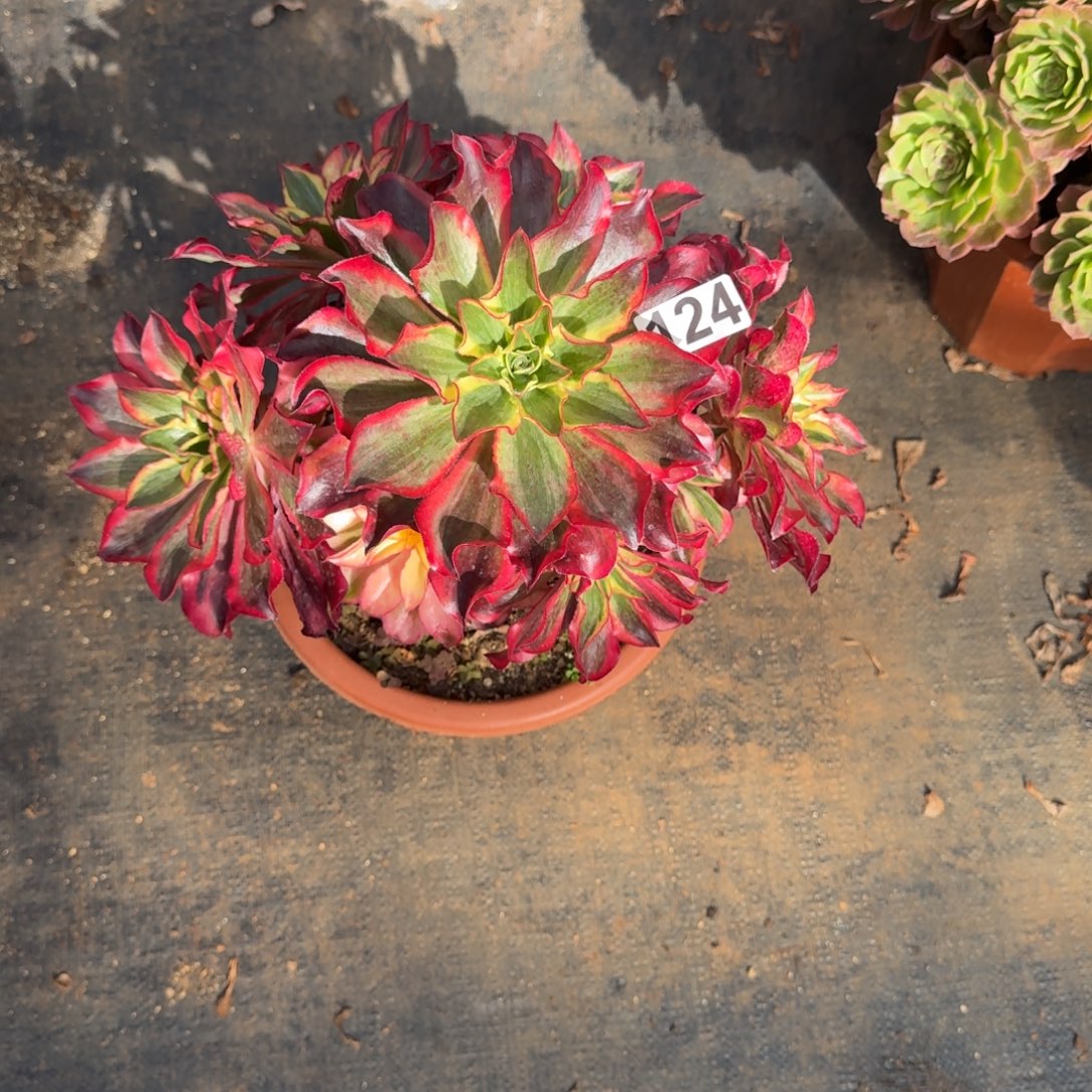 在***0124多肉植物魅影多肉