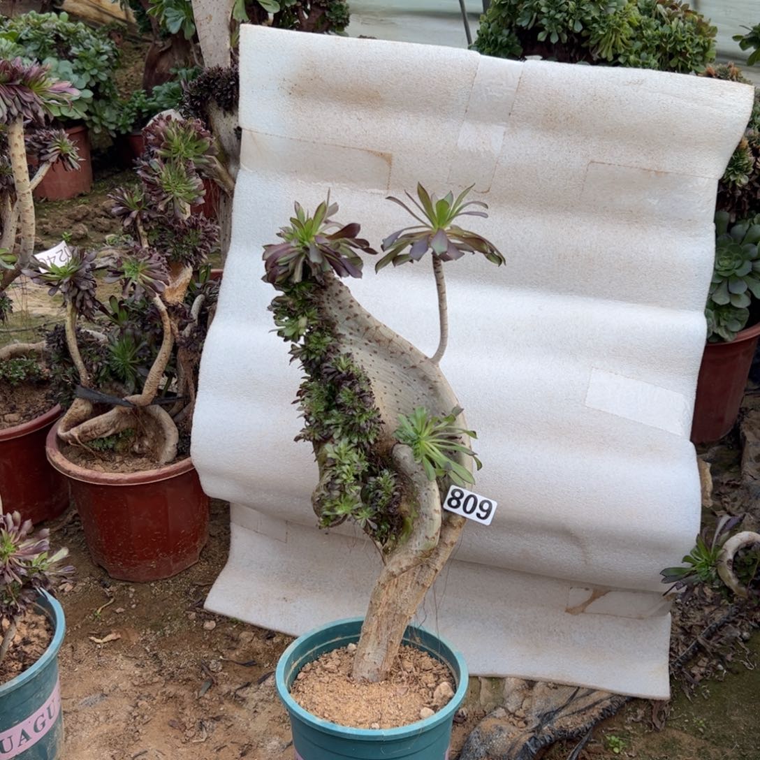 有伤黑缀809高度38厘米