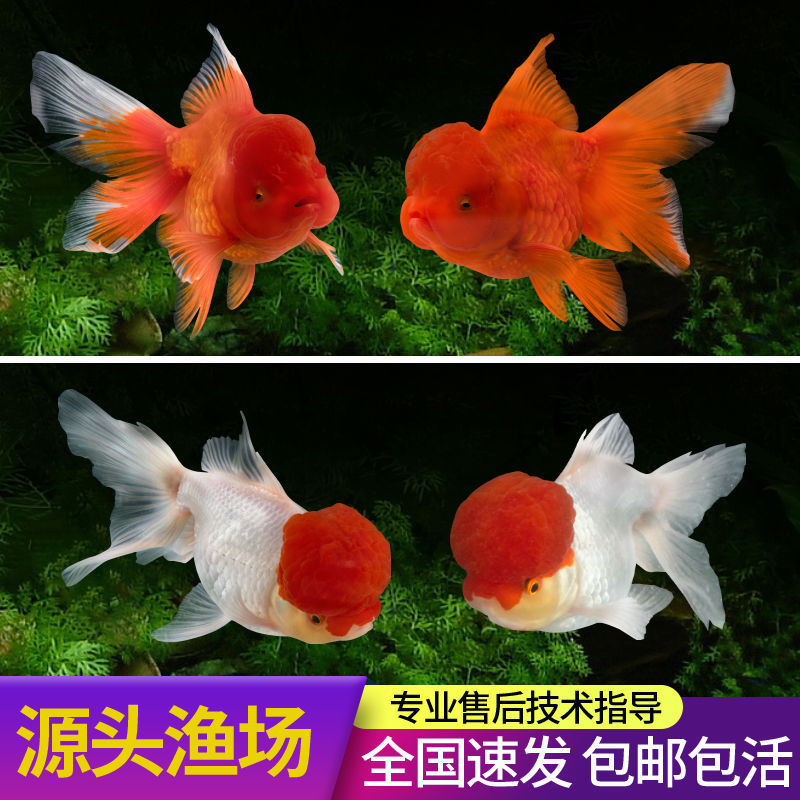 鹤顶红国狮龙睛金鱼混搭好养耐活冷水观赏鱼（无开箱视频不售后）
