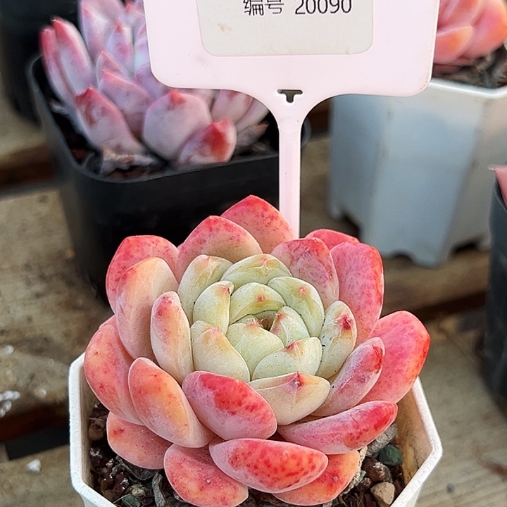 糯***米糖心   20090号   