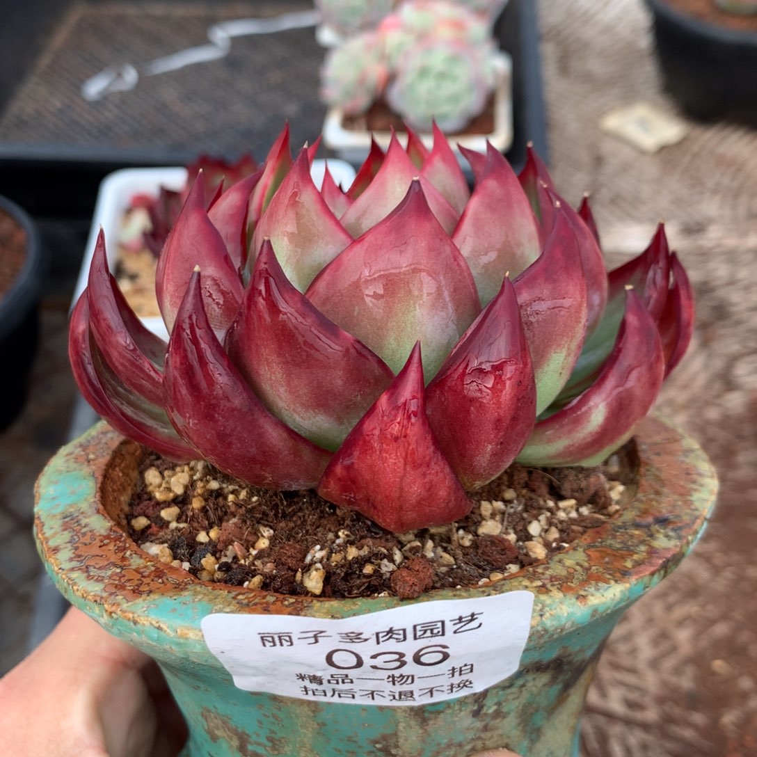 036精控惊鸿。尺寸11。多肉植物