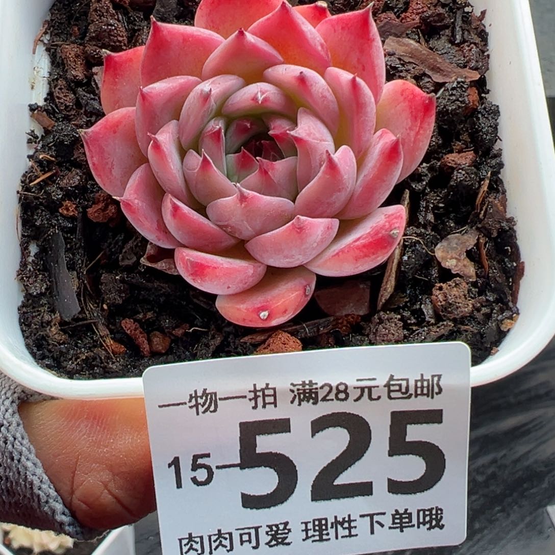 吉娃娃，多肉多肉多肉多肉