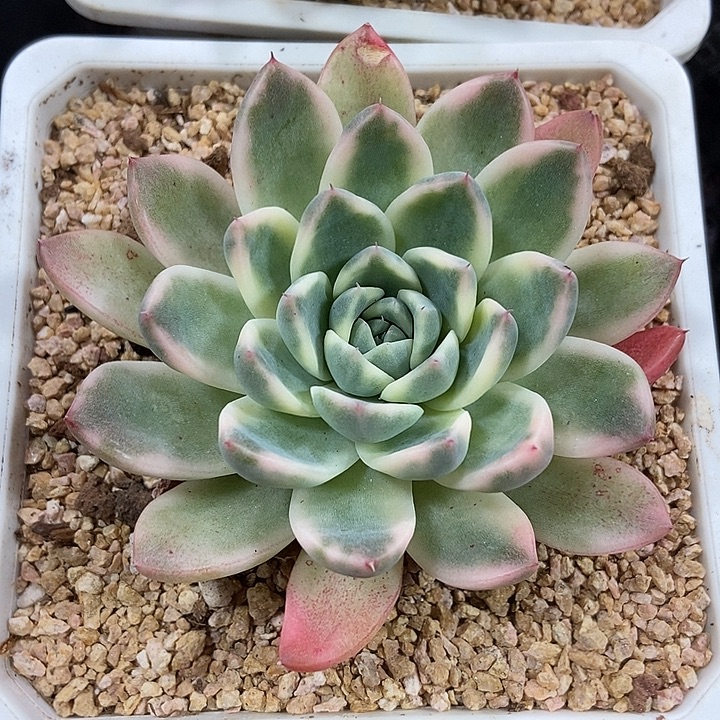 阿尔巴佳人锦多肉