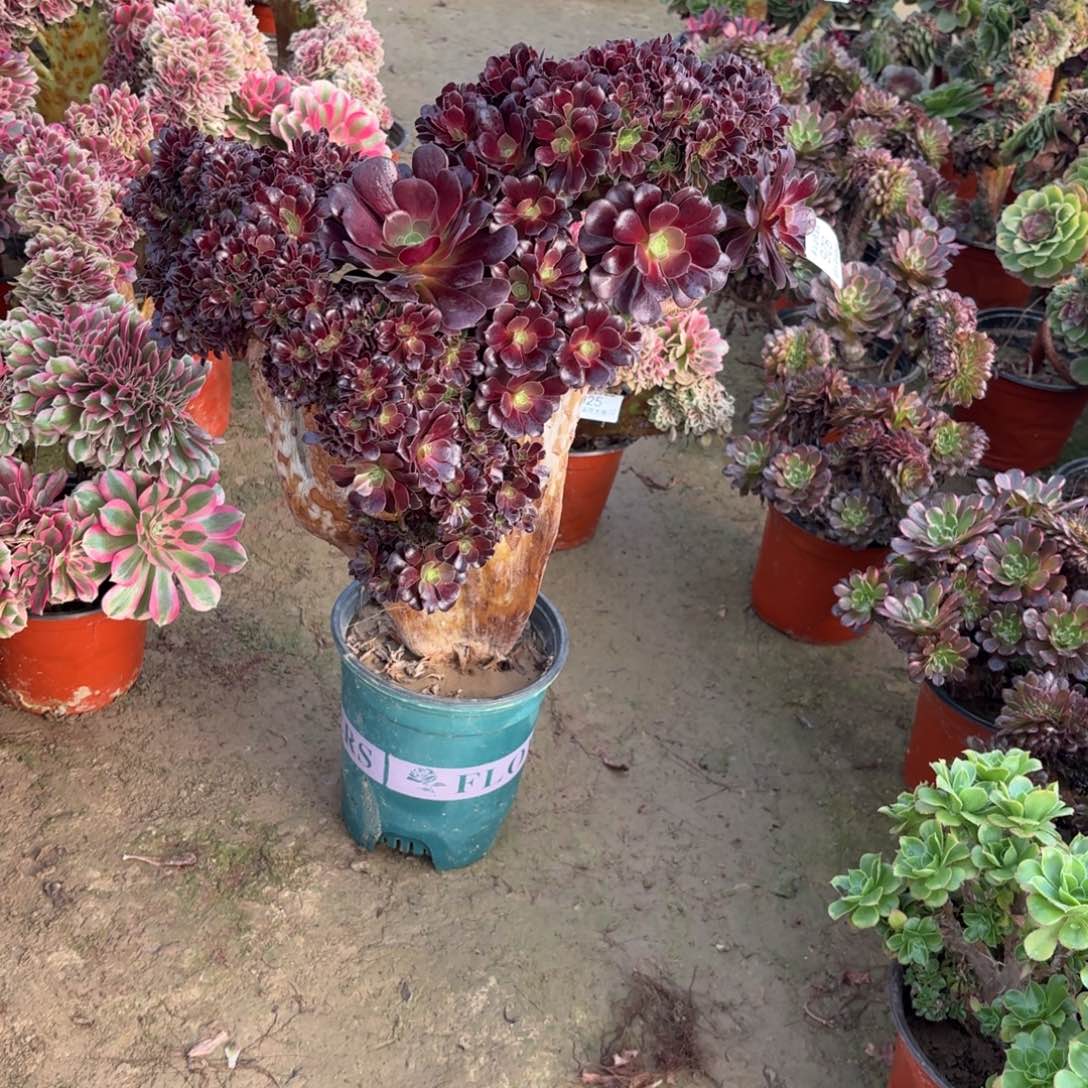 926欧紫缀化多肉植物