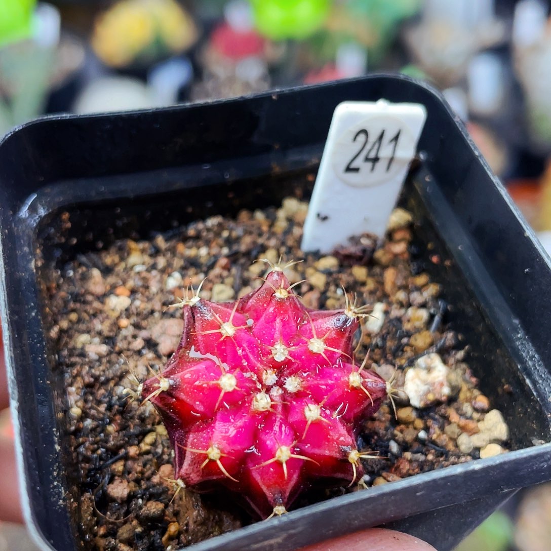 丹顶鹤非偏远地区满25包邮仙人球