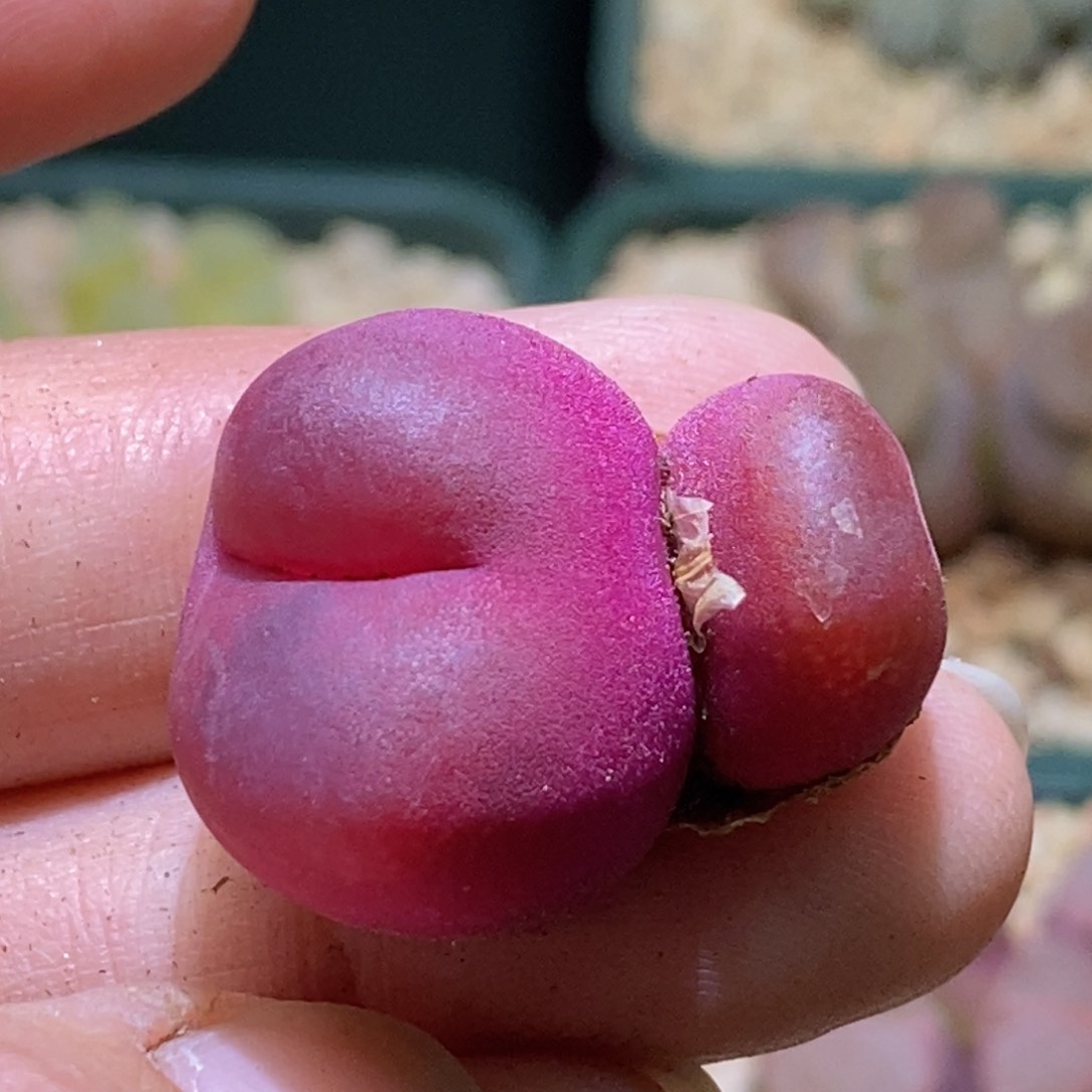 好看好看好看好看1430.48