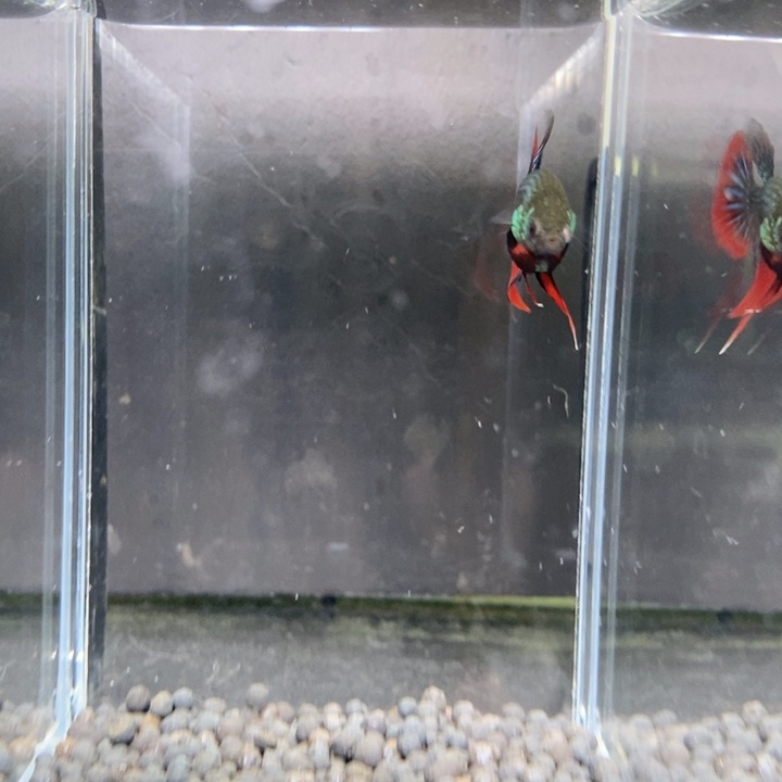 斗鱼泰国斗鱼501号