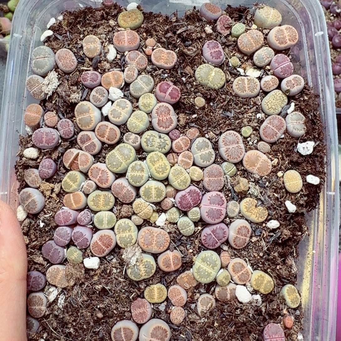 9156––零下地区需拍保温箱