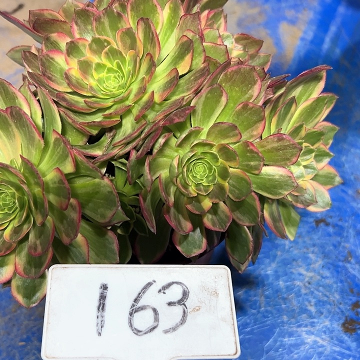 多肉植物万皇法师