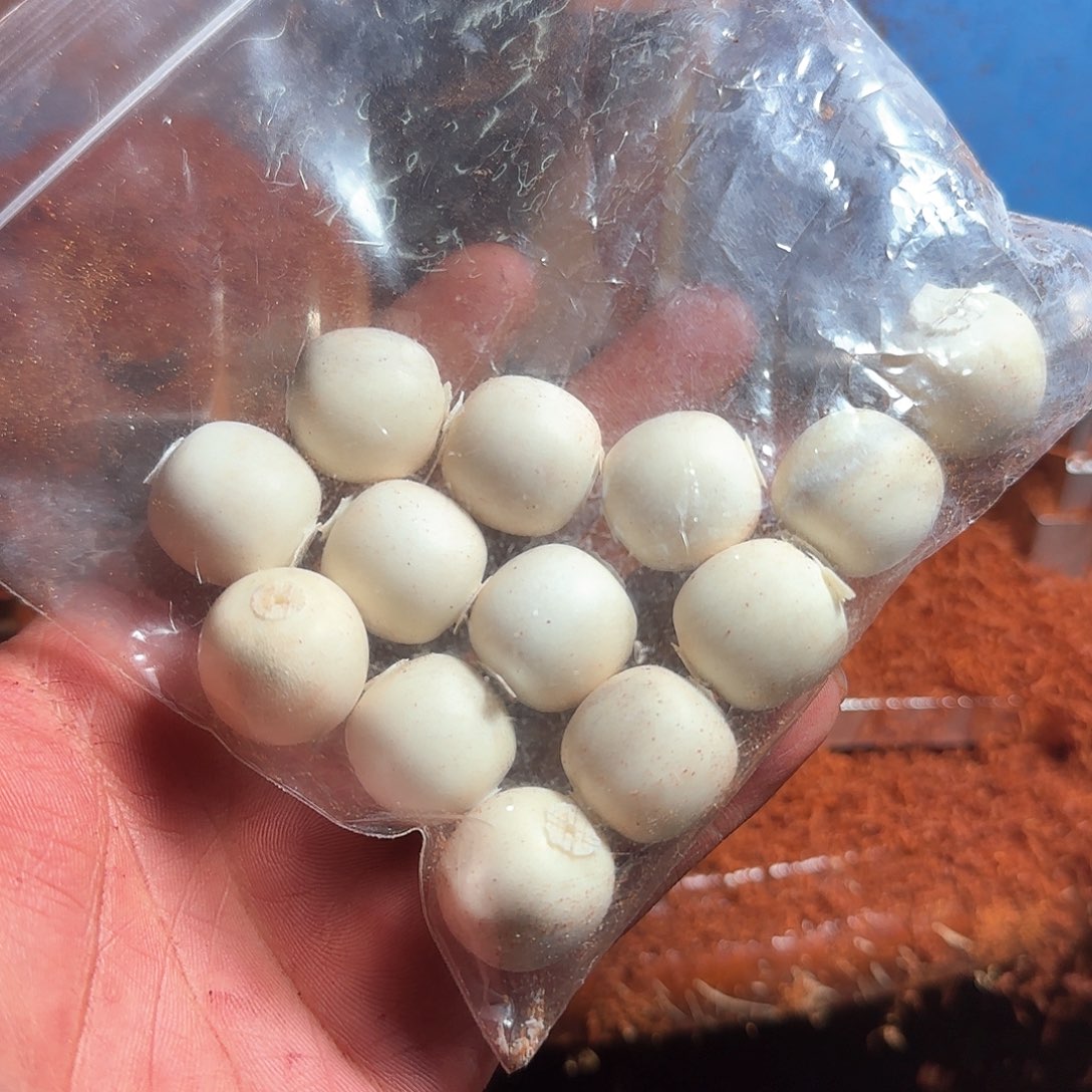 檀香紫檀（小叶紫檀）鹿角 1.8老型