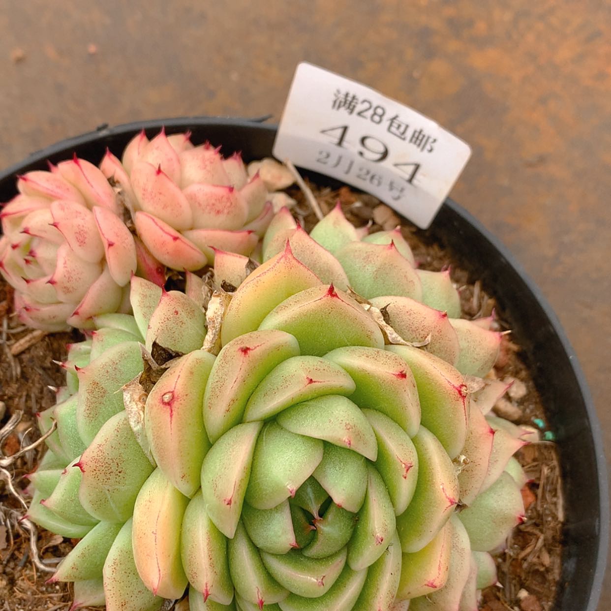 【闪购商品】云494