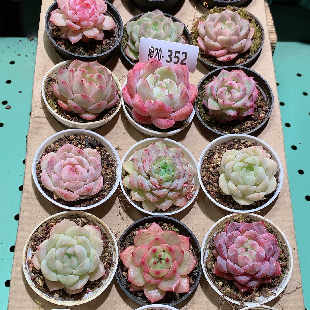 20-352一物一拍带盆18颗