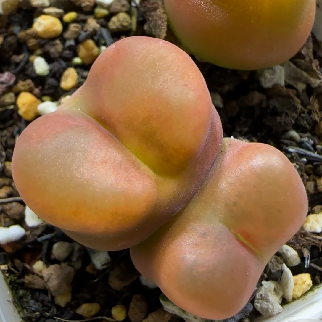 11.3。福利1430.5水蜜桃。5024