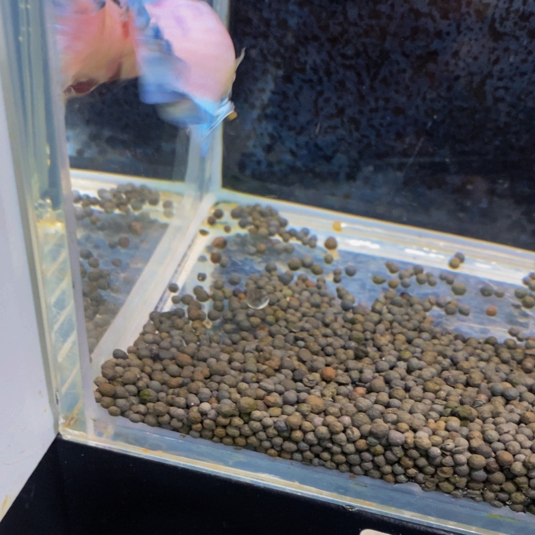 斗鱼318巨斗11111 