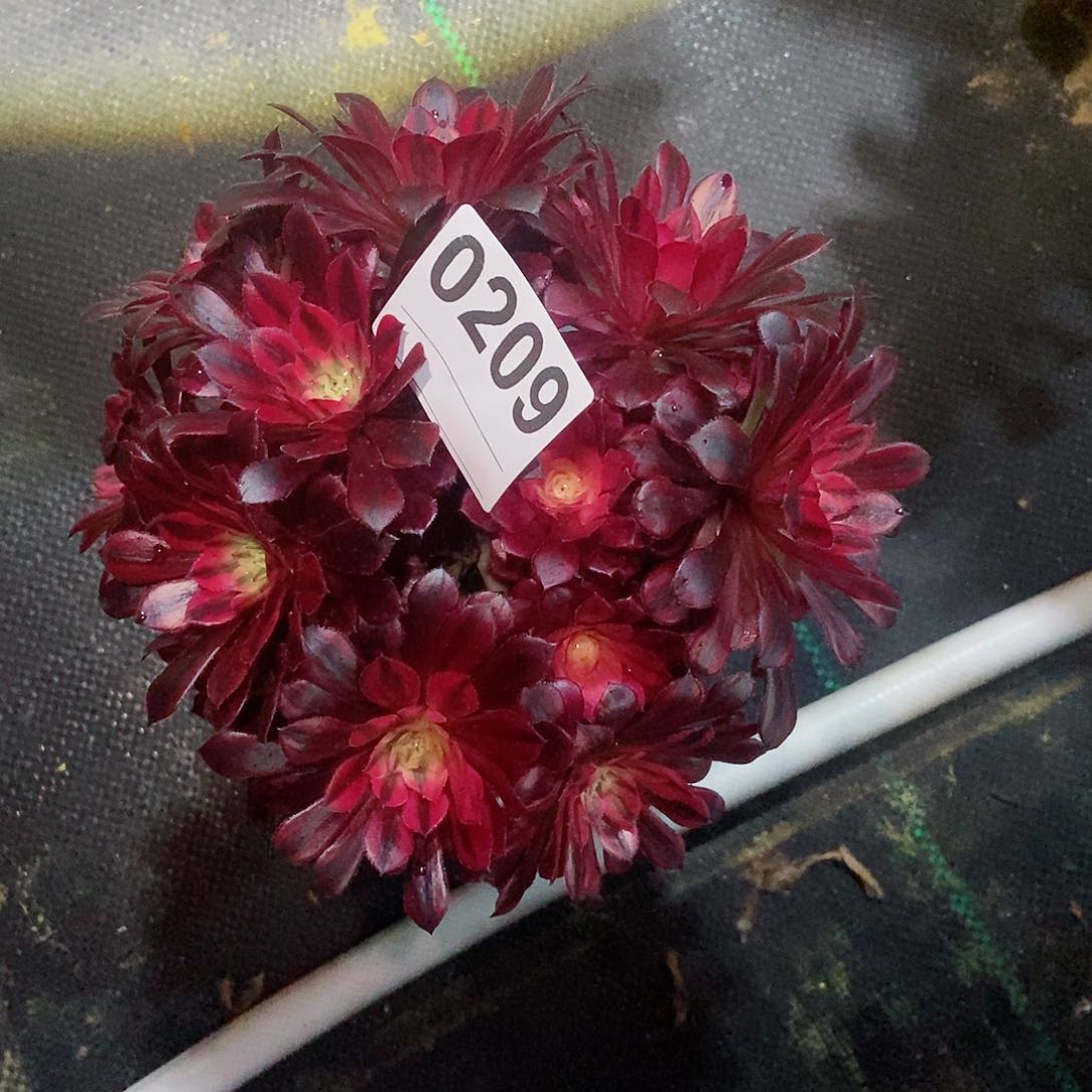 红陶/***/0209黑铜白丛林4多肉