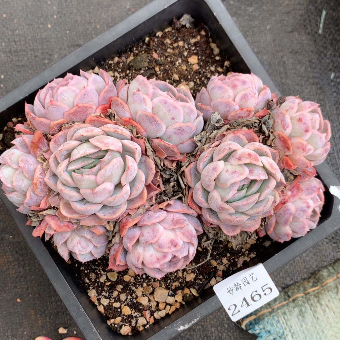 P**g2465杂交精品基地17厘米