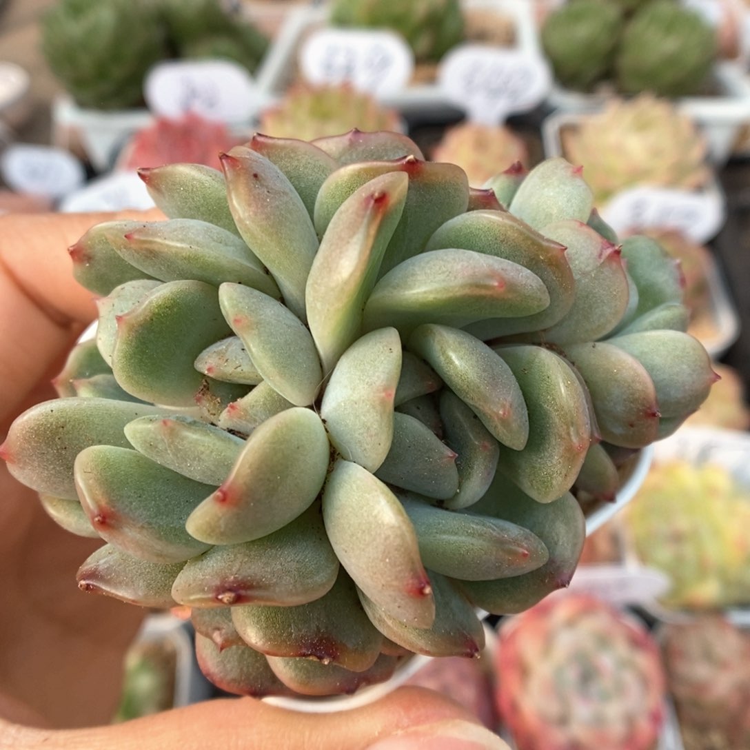 红色恋人缀化可拍。       