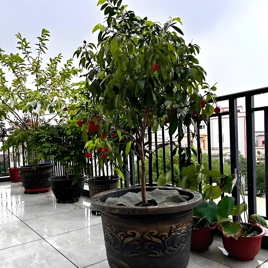 【东荔王】仙进奉嫁接苗绿植盆栽包邮