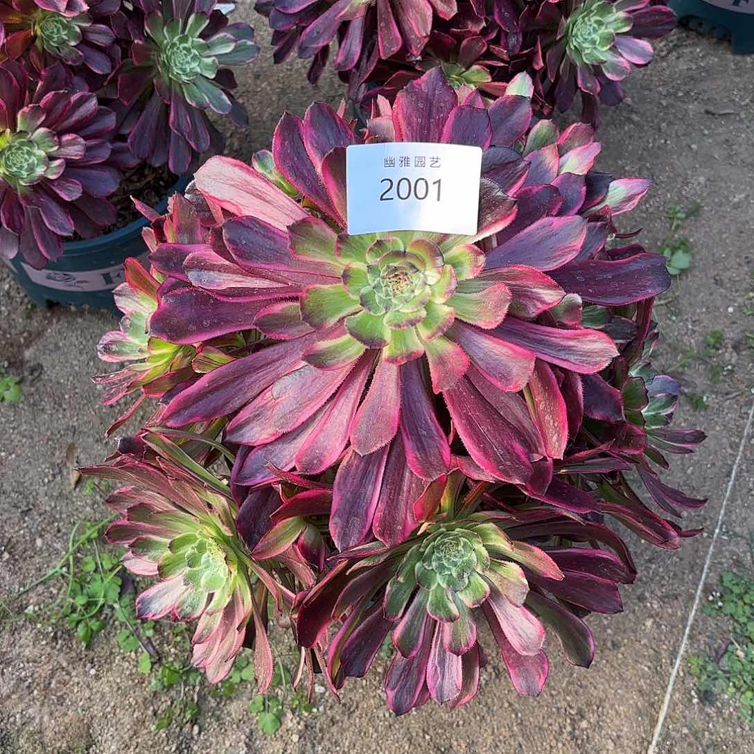 多肉法师紫浪2001