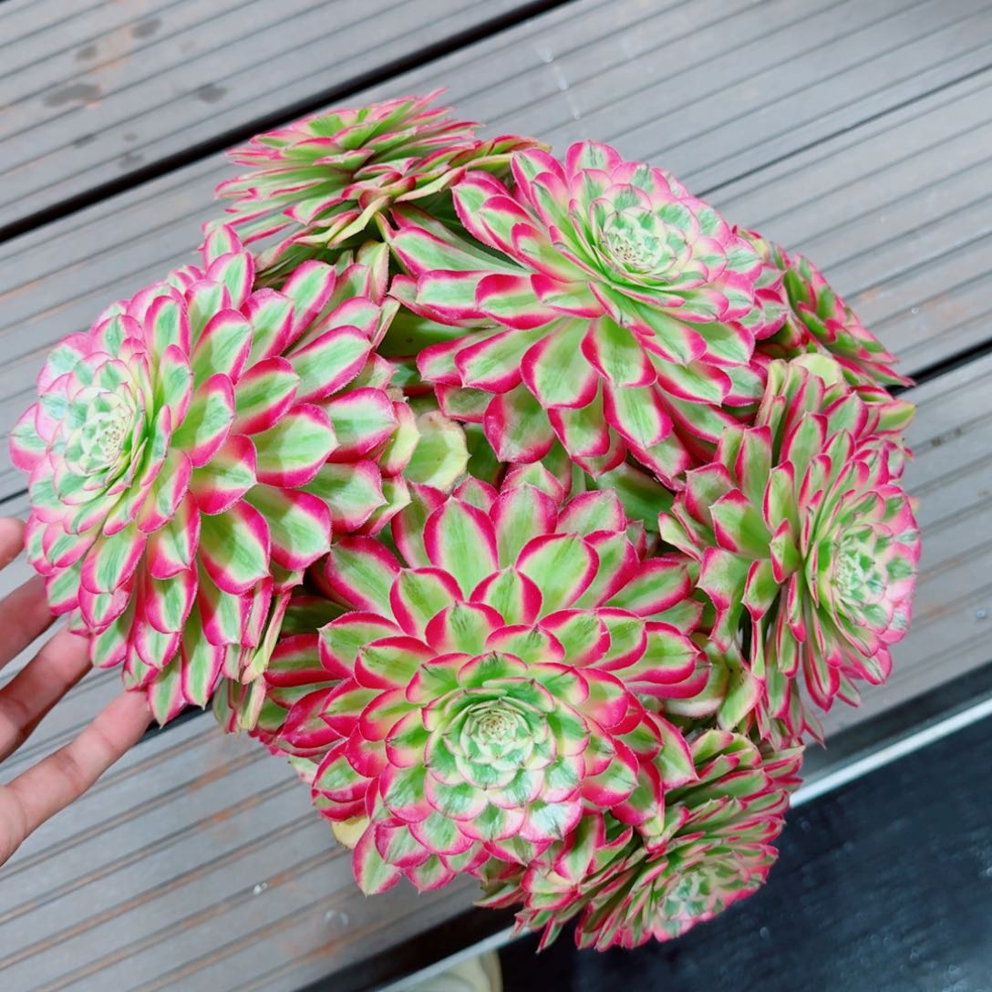 多肉植物发货发货