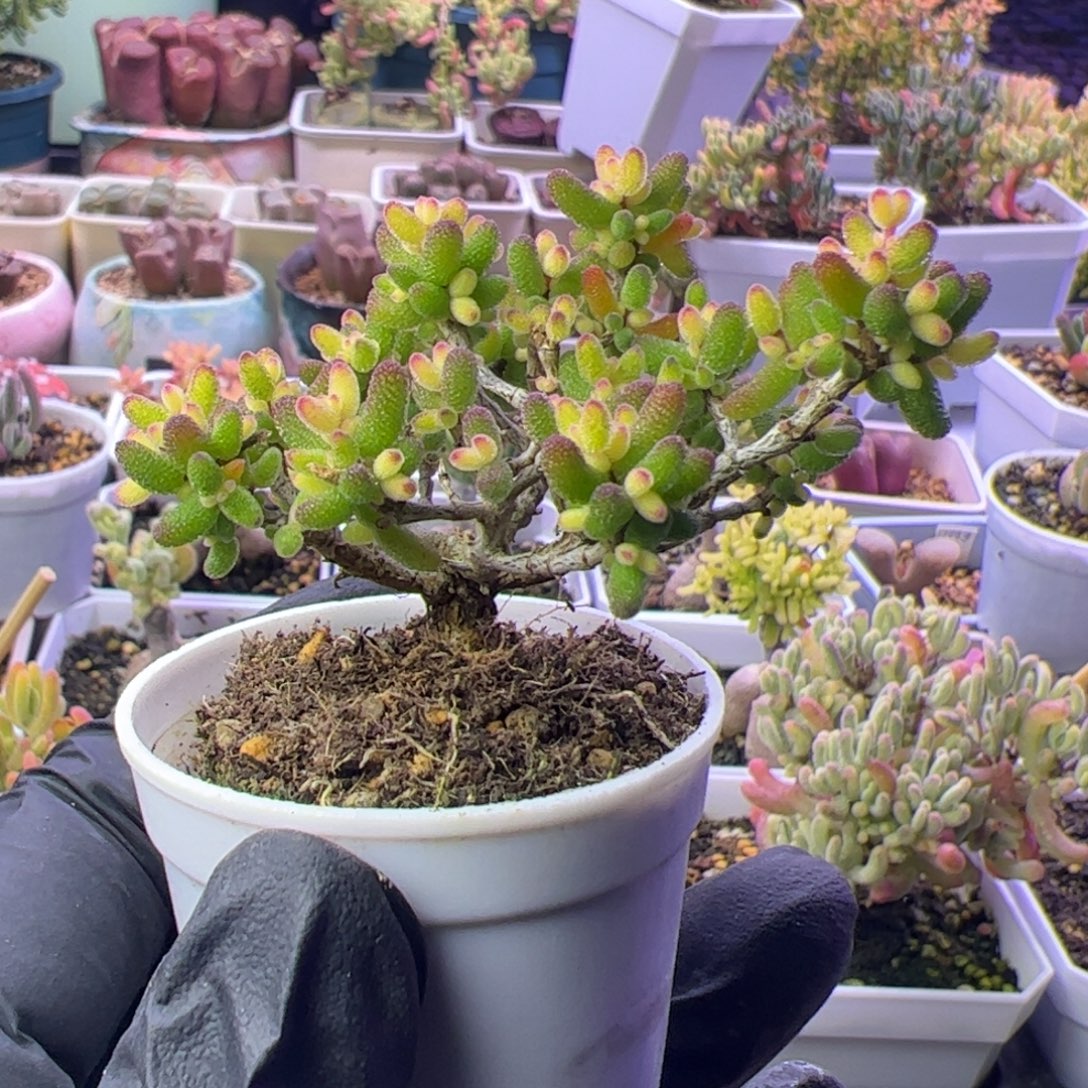 多肉植物枝干飞机猪