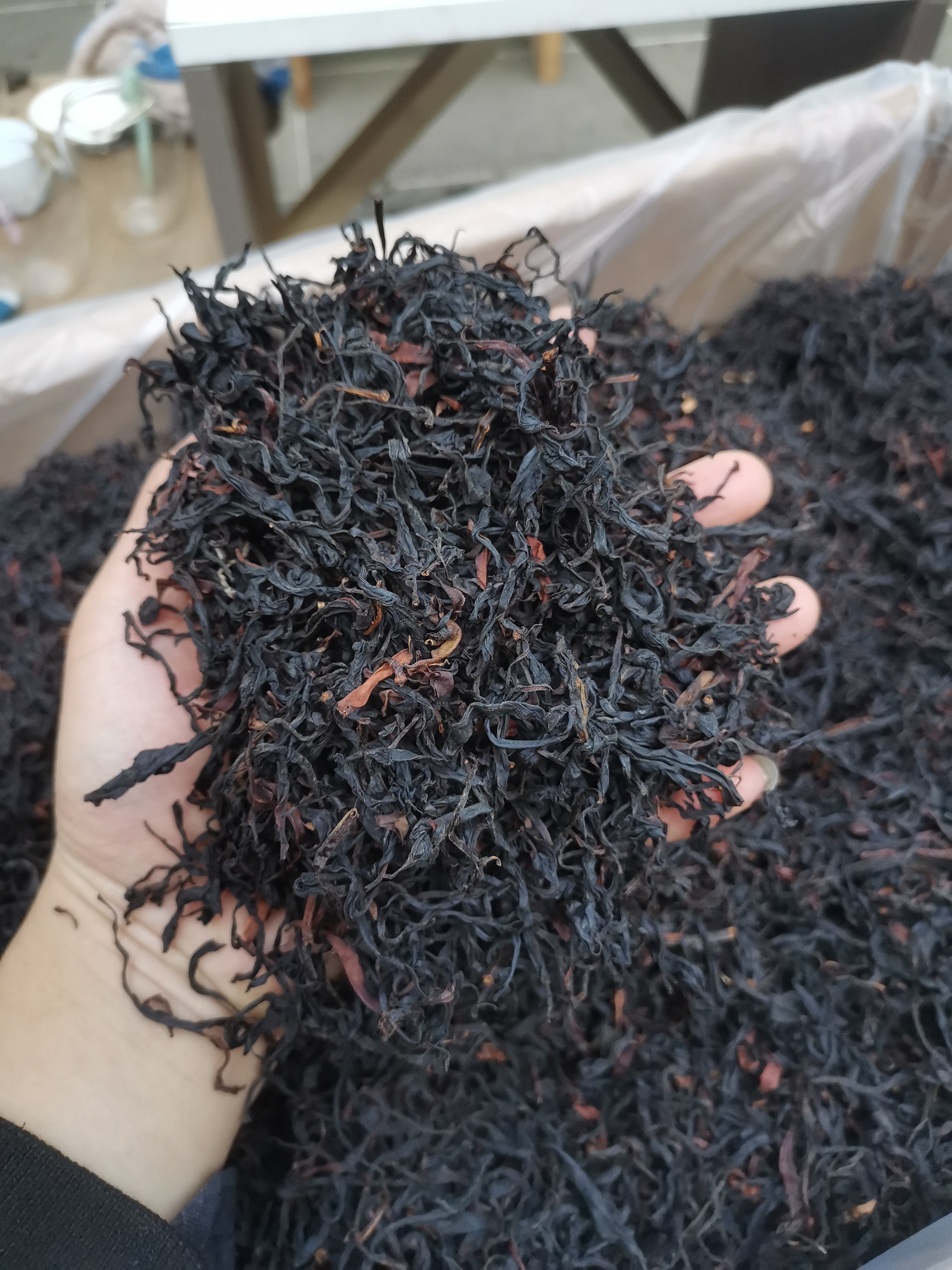 2025腾冲大丙弄杨家坡明前百年野生古树红