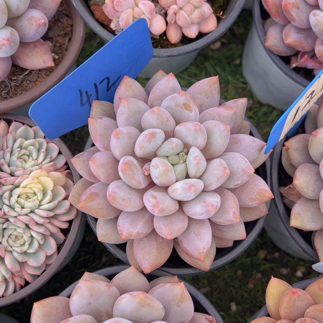 香玉的故事是一个人的故事