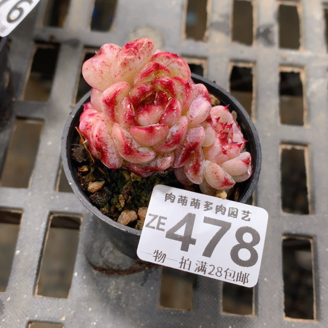 肉萌萌拇指盆精控多肉ZE478