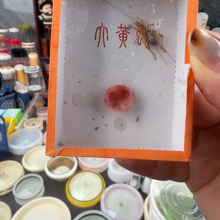 老***力蟋蟀随单……烈焰一只………………