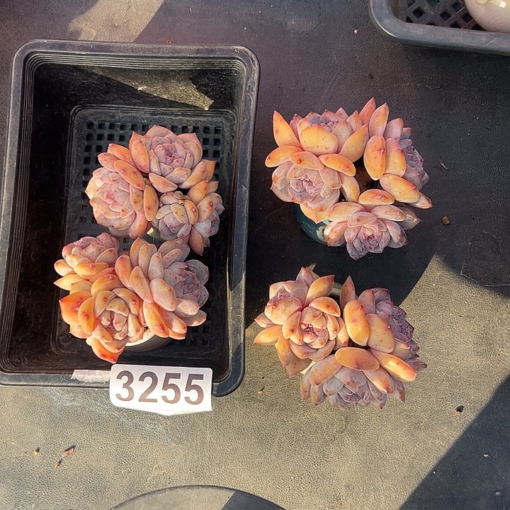 3255，四个四头星影带盆发