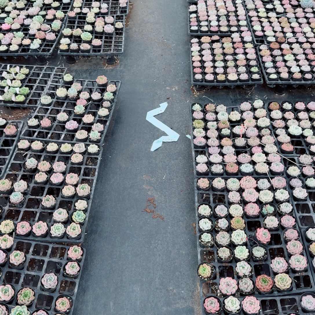 珍妮种子五十粒量拍