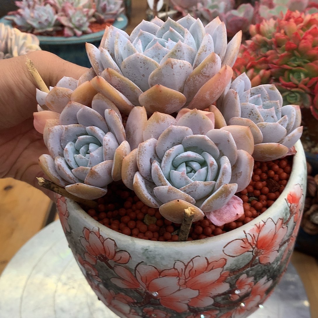 白茶白茶白茶白茶