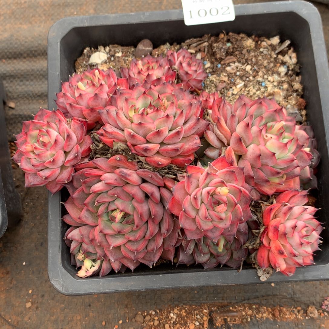 1002杂交精品基地冠15