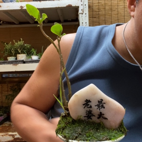 红陶一物一拍所见即所得134