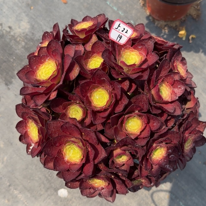 魅金玫瑰丛林多肉19