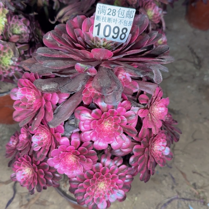 1098女神多肉植物