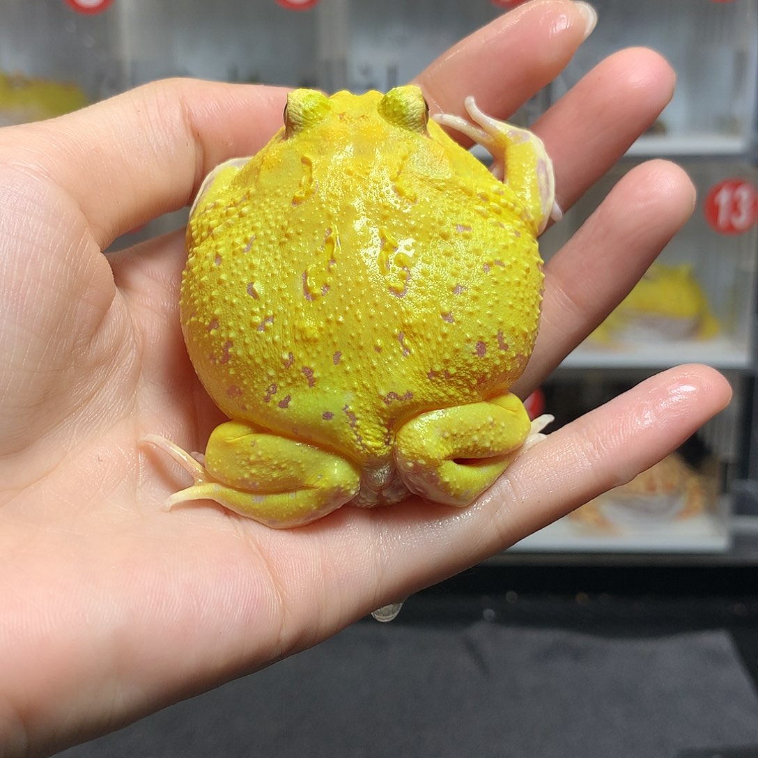 角蛙2639蛋黄蛋黄