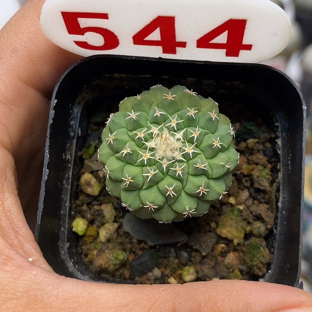 544菊水福利特价啦2.5厘米