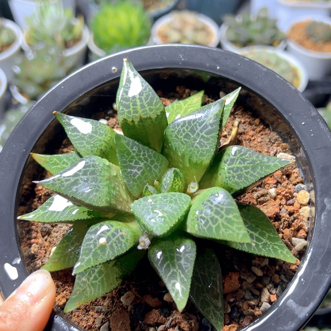 康平玉露多肉多肉大母本玉露1