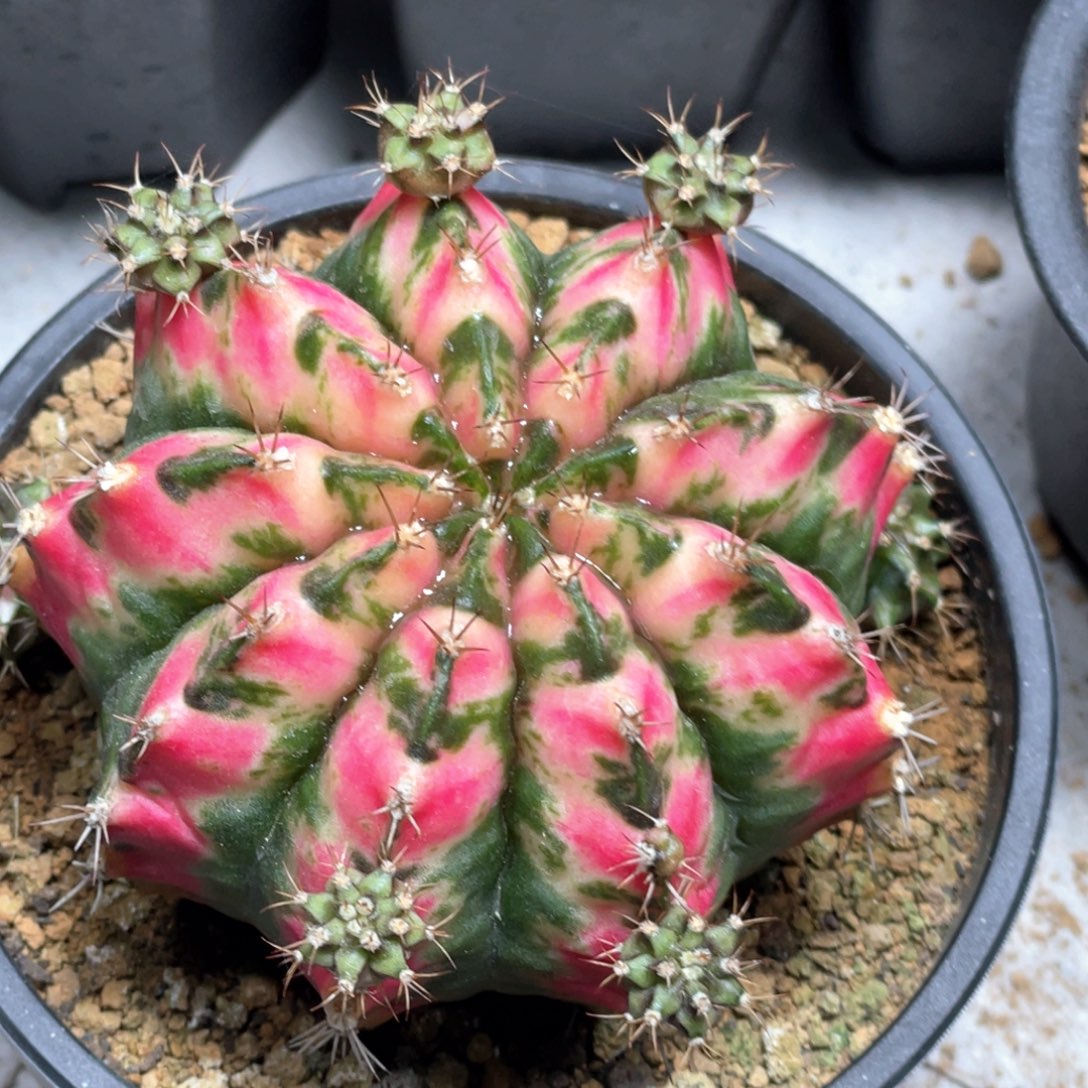 当前无花朵，栽培后可花朵