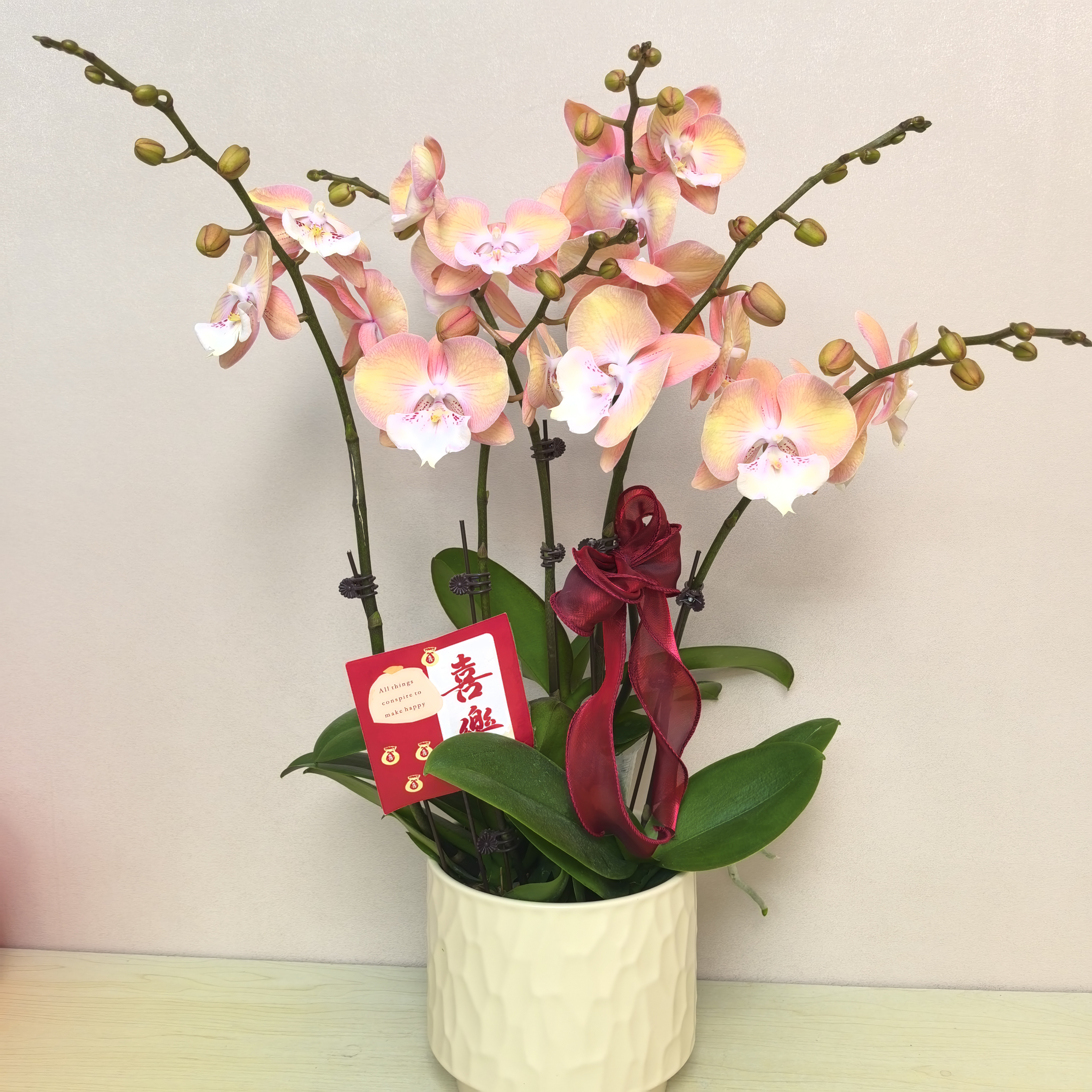 蝴蝶兰《彩虹独角兽》淡粉色系 精品室内花卉  基地直发