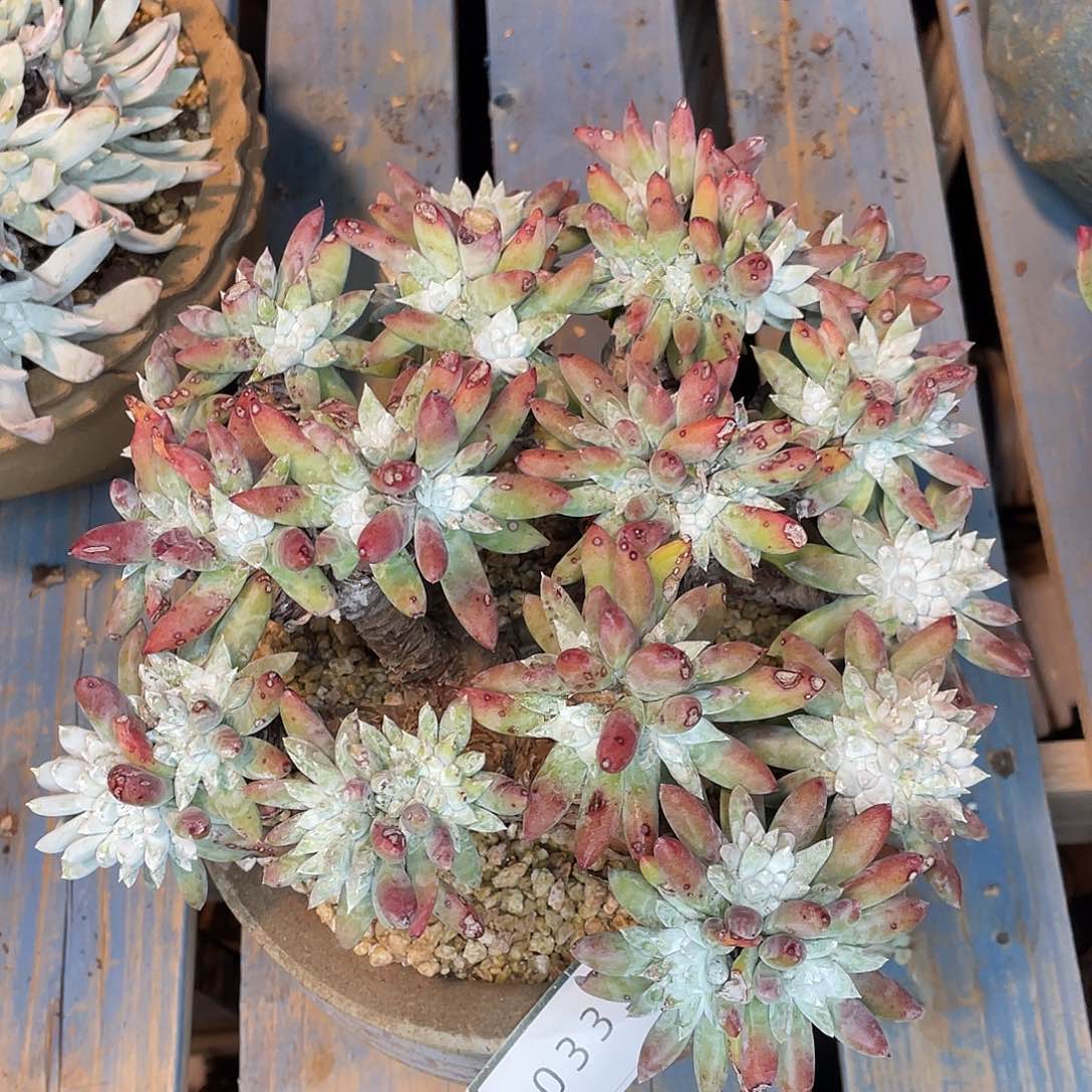 白姆多头老桩30公分10335