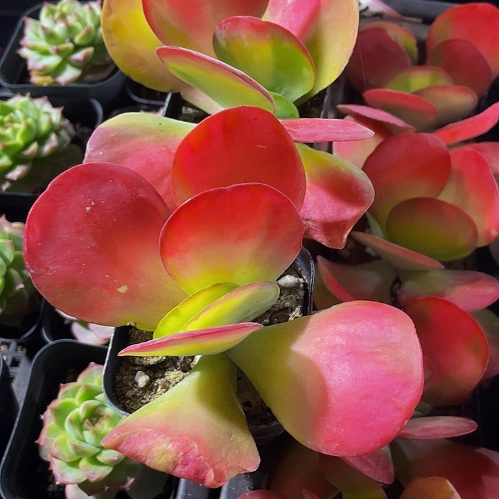 唐印锦带盆土发货