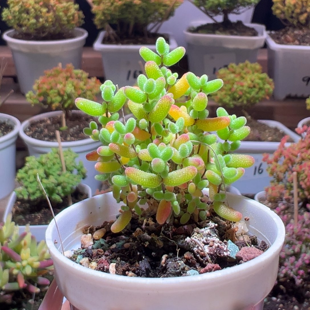 199蜜橘一物一拍带盆土发货