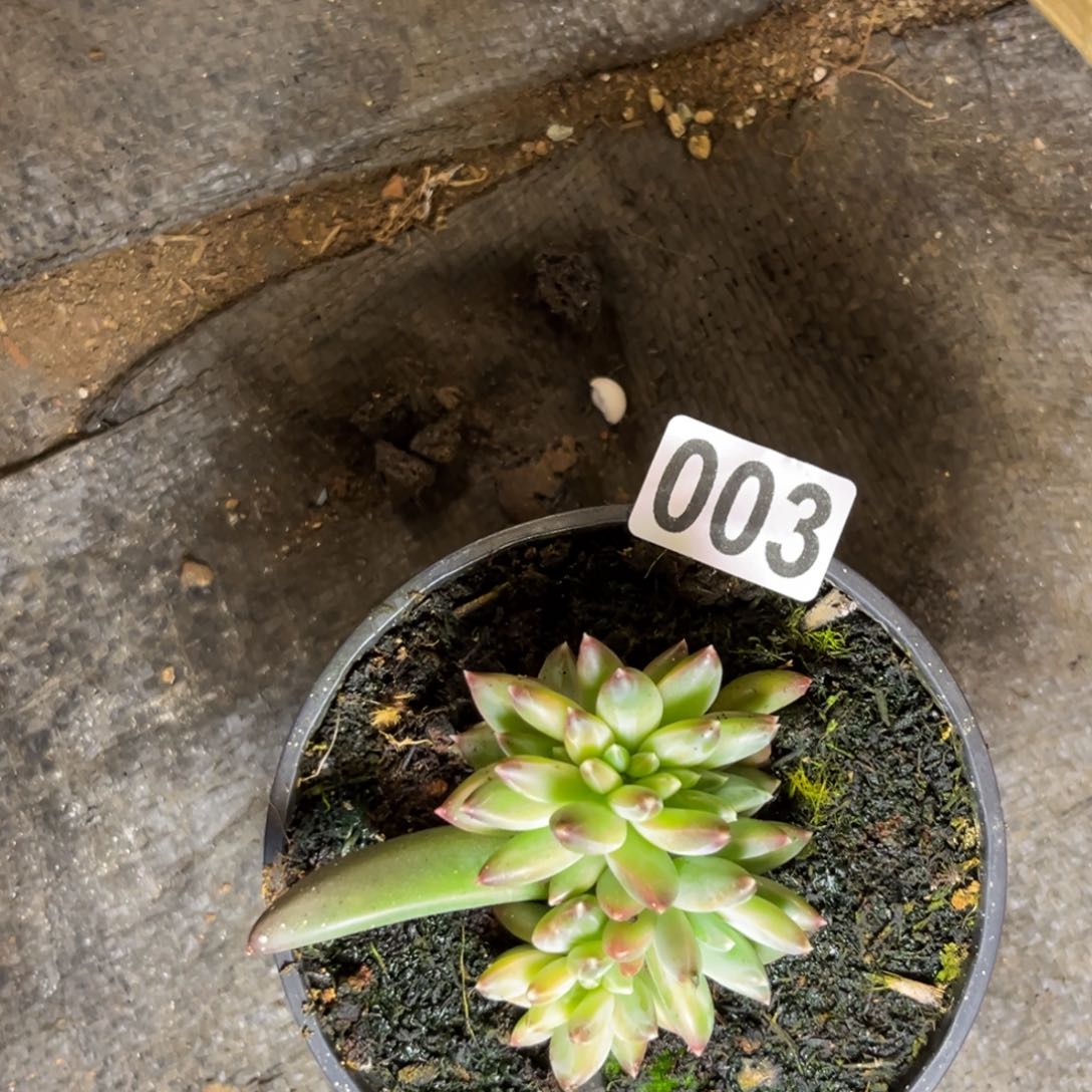 多肉植物植物美人缀3